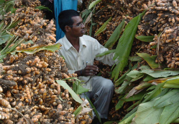 Turmeric